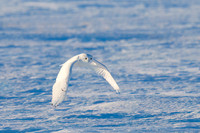 Snowy Owl