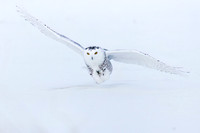 Snowy Owl