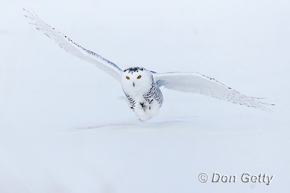 Snowy Owl