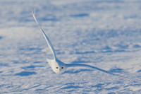 Snowy Owl