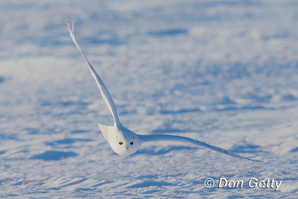 Snowy Owl