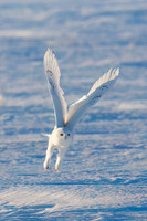 Snowy Owl