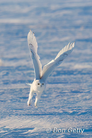 Snowy Owl
