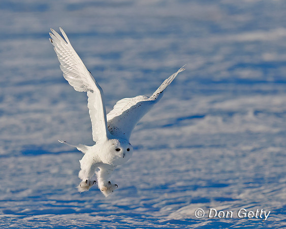 Snowy Owl