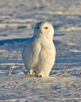 Snowy Owl