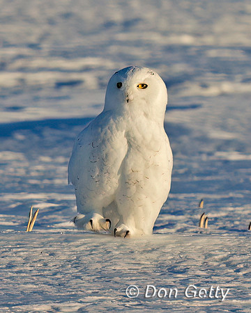 Snowy Owl