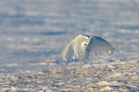 Snowy Owl