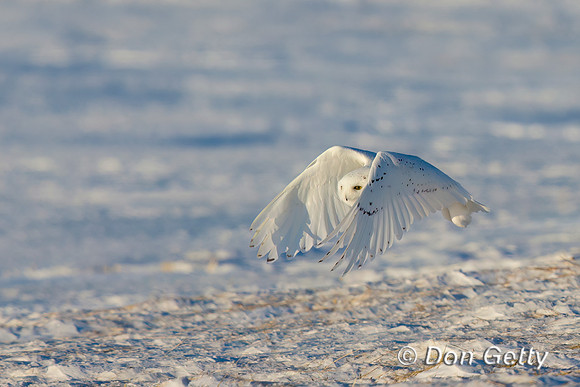 Snowy Owl