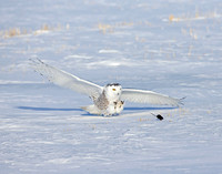 Snowy Owl