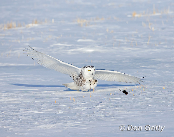 Snowy Owl