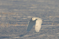 Snowy Owl