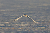 Snowy Owl