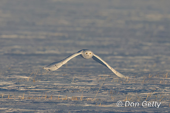 Snowy Owl