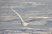 Snowy Owl