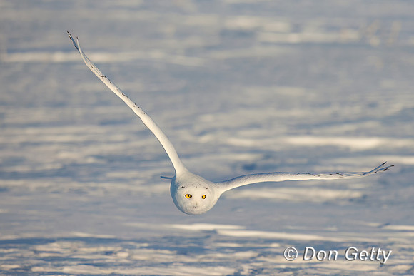 Snowy Owl