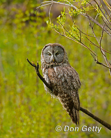 Great Gray Owl
