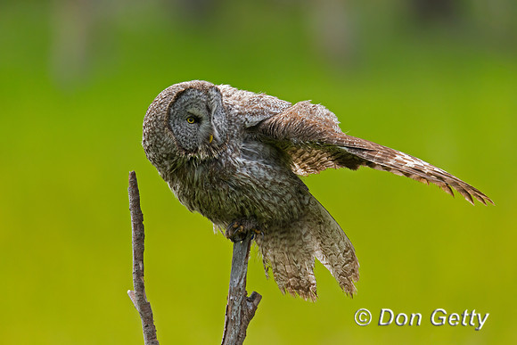Great Gray Owl