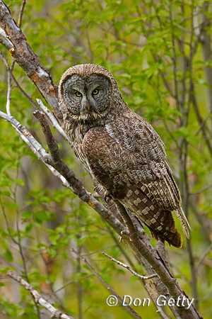 Great Gray Owl