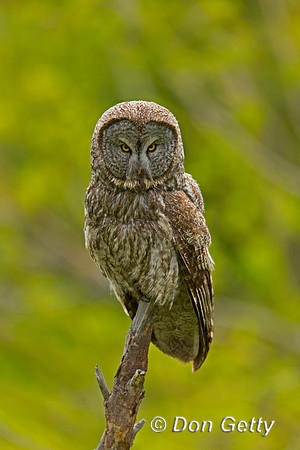 Great Gray Owl