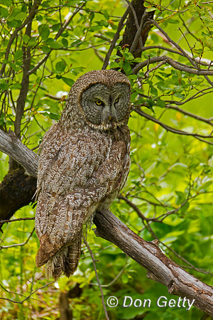 Great Gray Owl