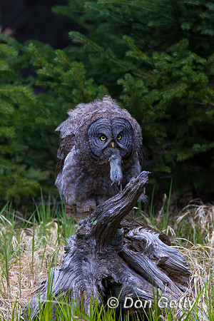 Great Gray Owl