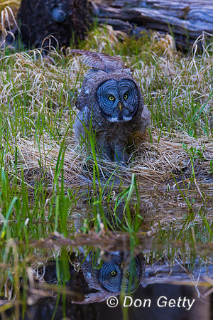 Great Gray Owl