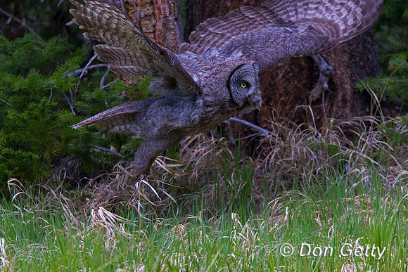 Great Gray Owl