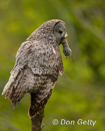 Great Gray Owl