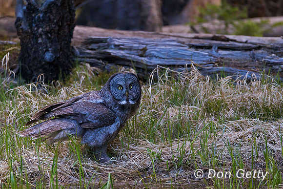 Great Gray Owl