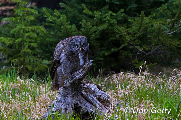 Great Gray Owl