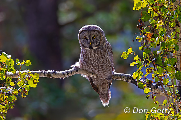 Great Gray Owl