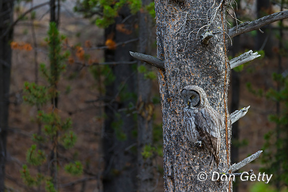 Great Gray Owl