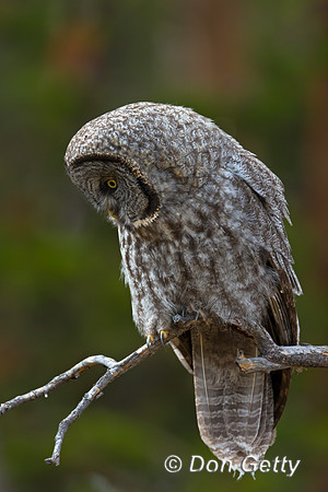 Great Gray Owl