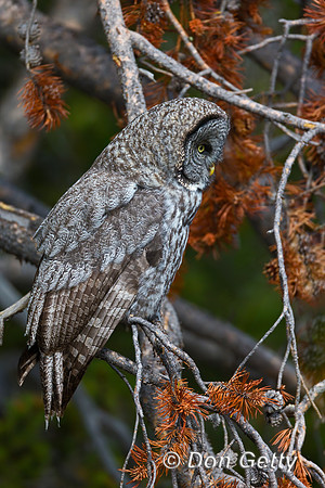 Great Gray Owl
