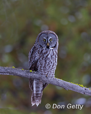 Great Gray Owl