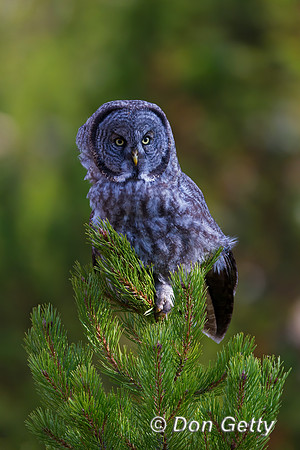 Great Gray Owl