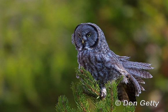 Great Gray Owl