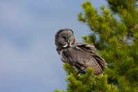 Owl, Great Gray