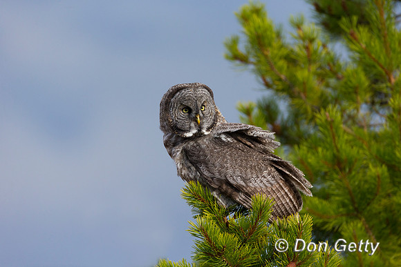 Great Gray Owl