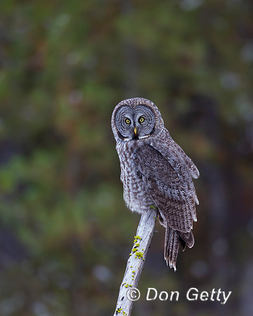 Great Gray Owl