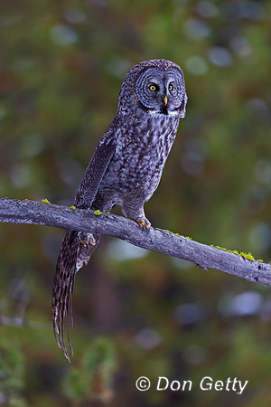 Great Gray Owl