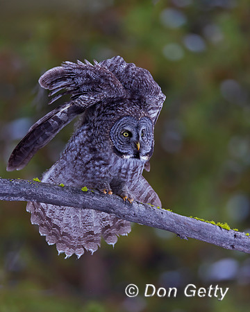 Great Gray Owl