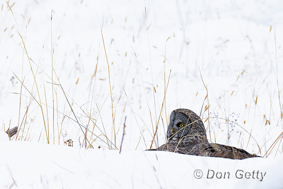 Great Gray Owl