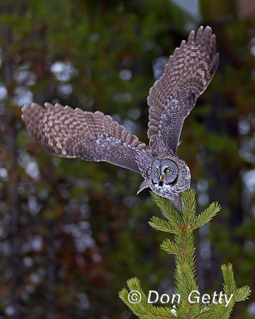 Great Gray Owl