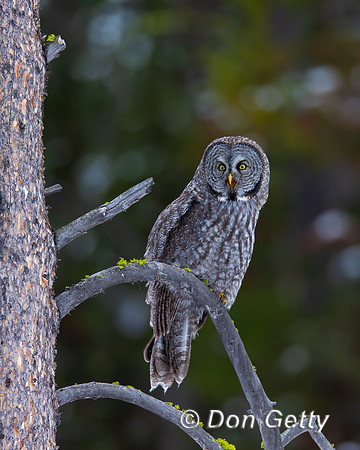Great Gray Owl