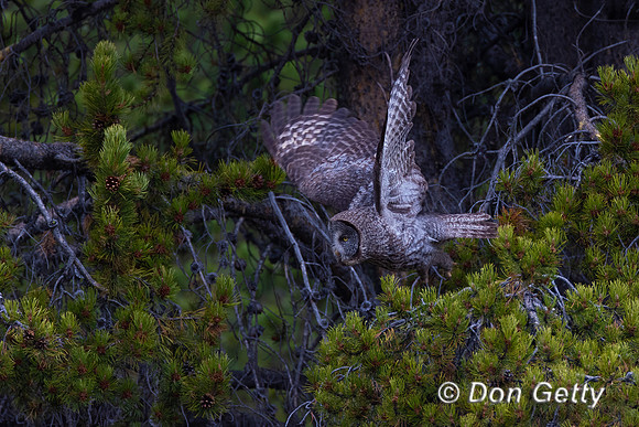 Great Gray Owl