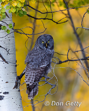Great Gray Owl