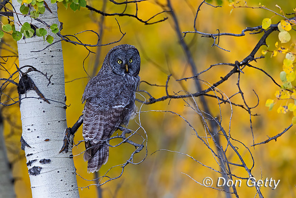 Great Gray Owl