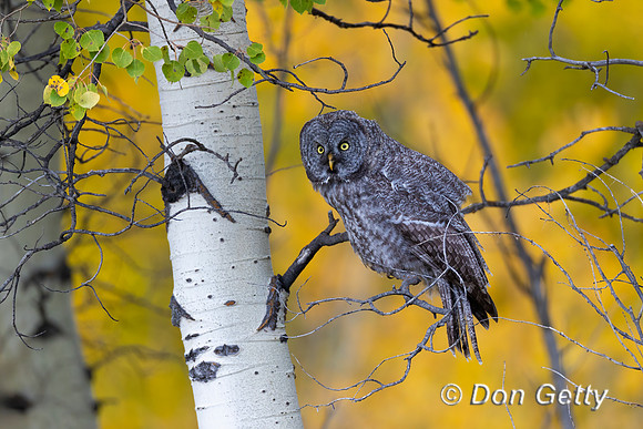 Great Gray Owl