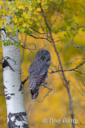 Great Gray Owl